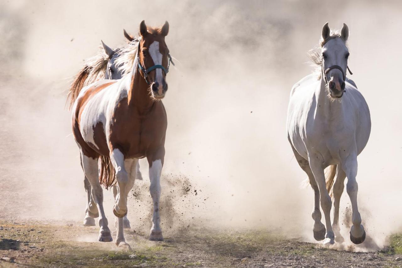 Ranchhouse Smoker- Westernstable - Horse Elterlein المظهر الخارجي الصورة